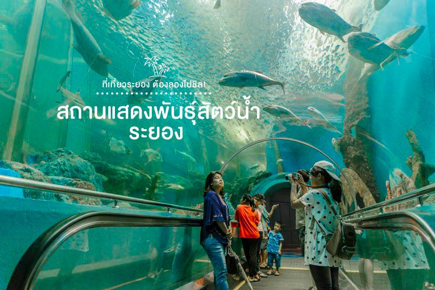 ที่เที่ยวระยอง 2022 สถานแสดงพันธุ์สัตว์น้ำระยอง