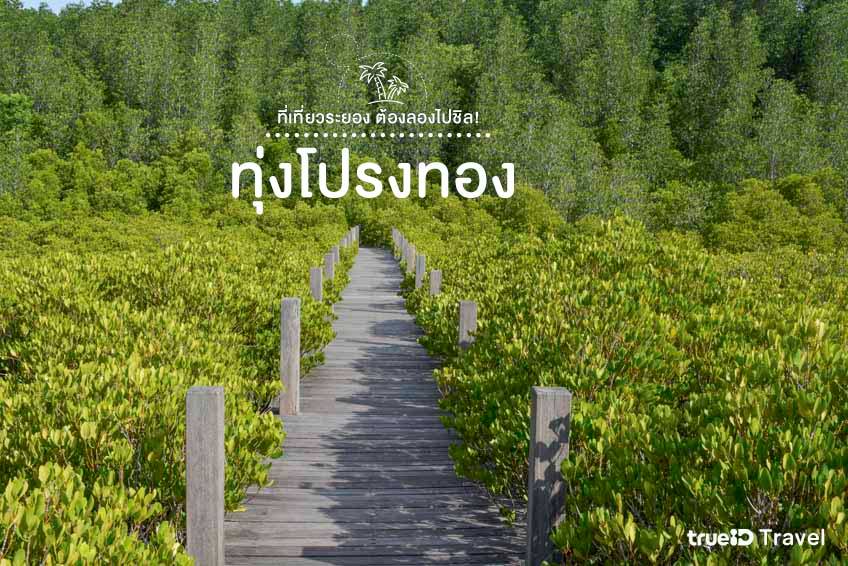 ที่เที่ยวระยอง 2565 ทุ่งโปรงทอง ประแสร์ ระยอง