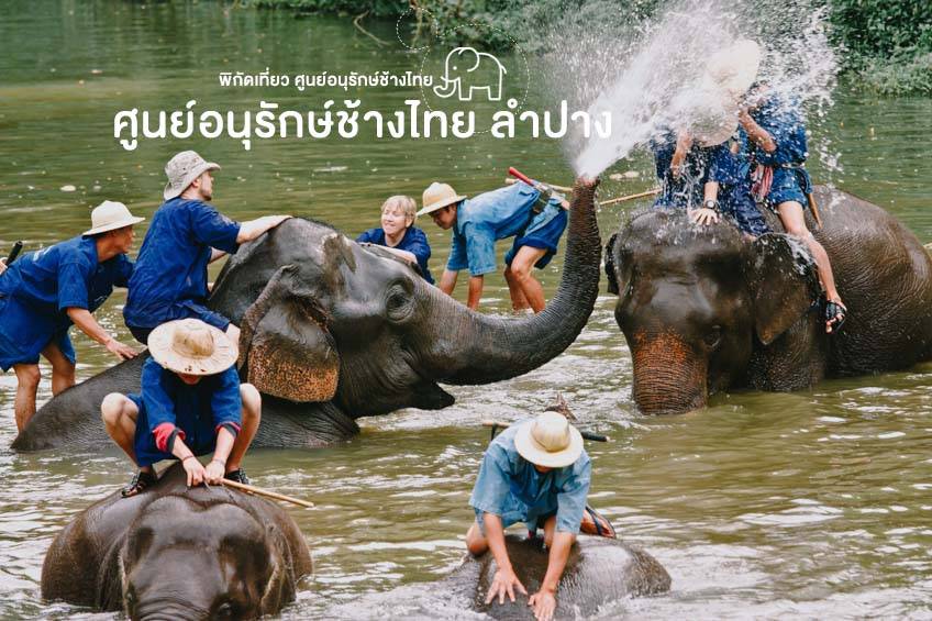 วันช้างไทย 13 มีนาคม ศูนย์อนุรักษ์ช้างไทย ลำปาง