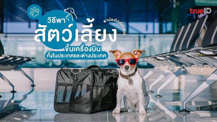 วิธีพาสัตว์เลี้ยงขึ้นเครื่องบิน ในประเทศ และต่างประเทศ พาน้องไปเที่ยวด้วย  รวมสายการบินที่พาน้องหมาน้องแมวขึ้นเครื่องได้ในไทย