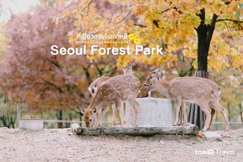 ที่เที่ยวเกาหลี 2022 ป่ากรุงโซล Seoul Forest Park