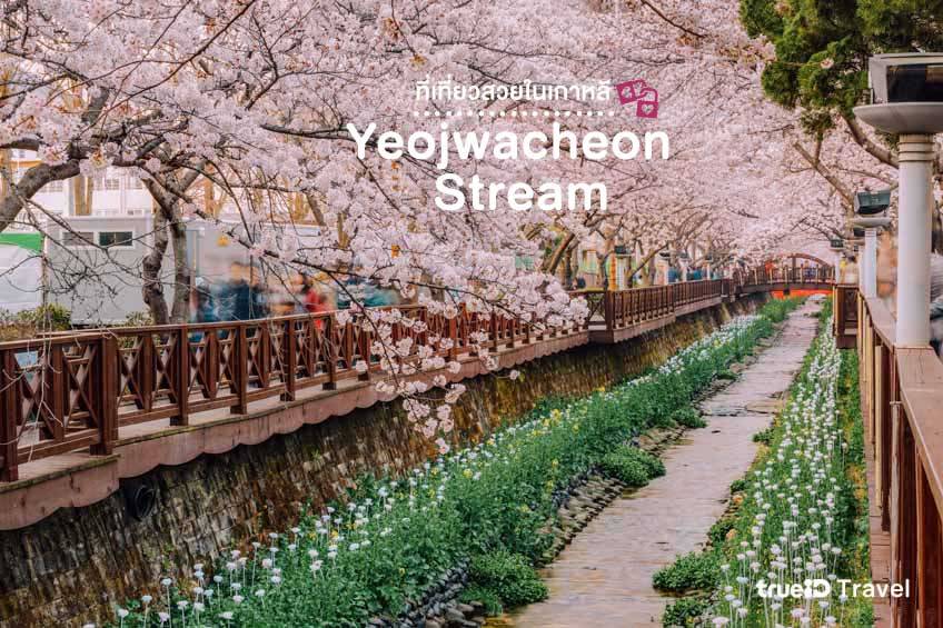 ที่เที่ยวเกาหลี 2022 อุโมงค์ซากุระ คลองยอชวาชอน Yeojwacheon Stream
