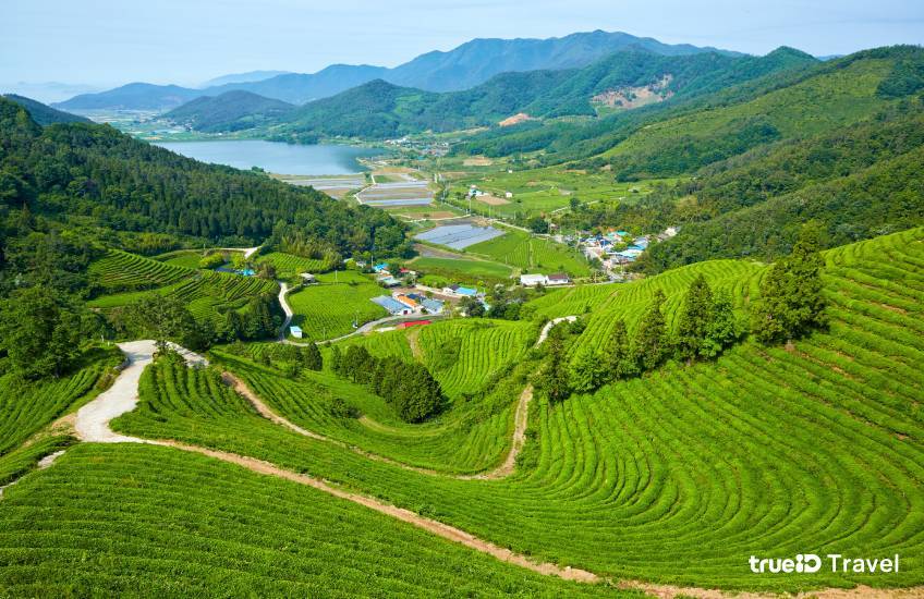 โบซอง Boseong ที่เที่ยวเกาหลี