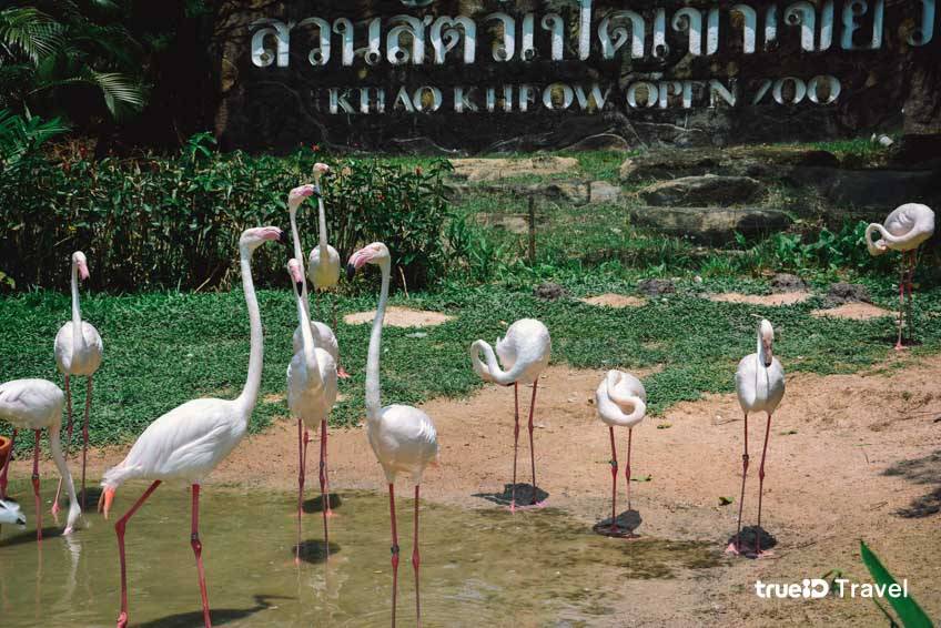 สวนสัตว์เปิดเขาเขียว ที่เที่ยวชลบุรี เที่ยวใกล้กรุงเทพ