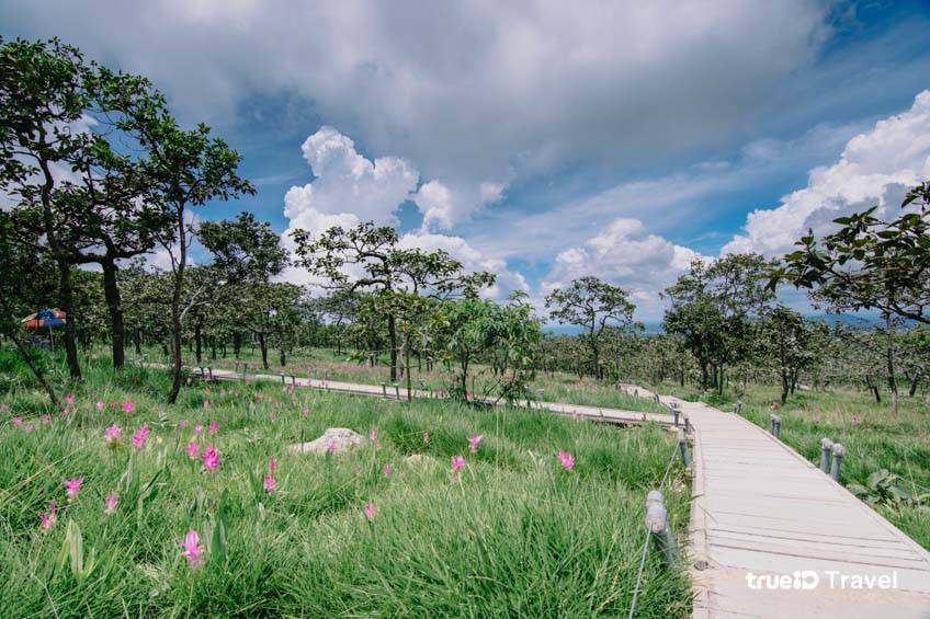 ทุ่งดอกกระเจียว 2568 ชัยภูมิ อุทยานแห่งชาติป่าหินงาม 