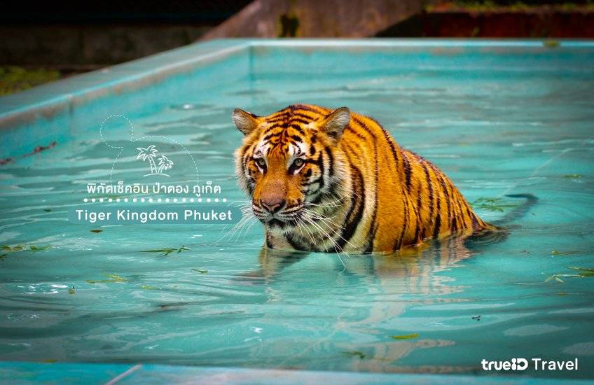 ที่เที่ยวป่าตอง ภูเก็ต Tiger Kingdom Phuket