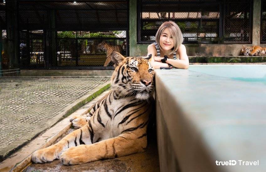 ที่เที่ยวป่าตอง ภูเก็ต Tiger Kingdom Phuket