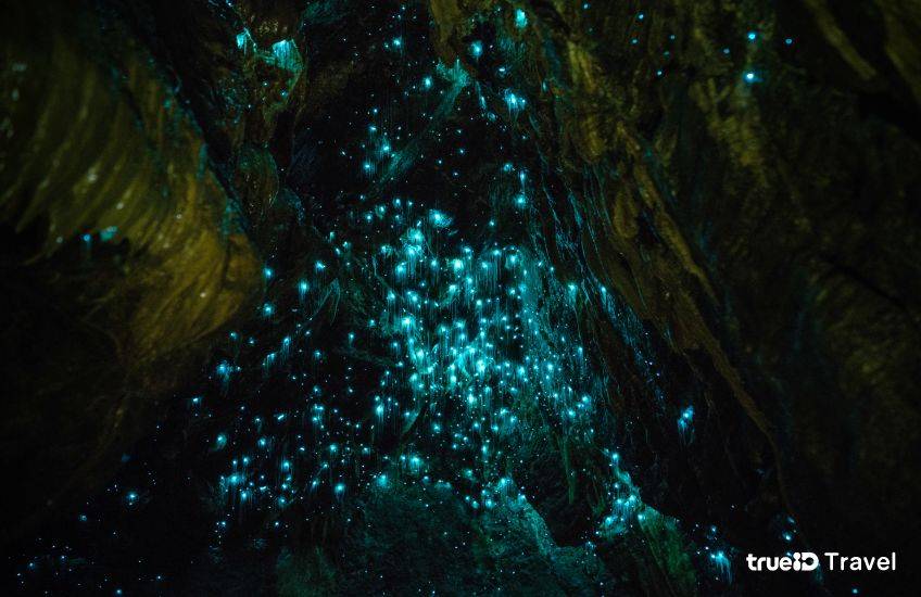 ถ้ำหนอนเรืองแสง Waitomo Glowworm Caves ที่เที่ยวนิวซีแลนด์