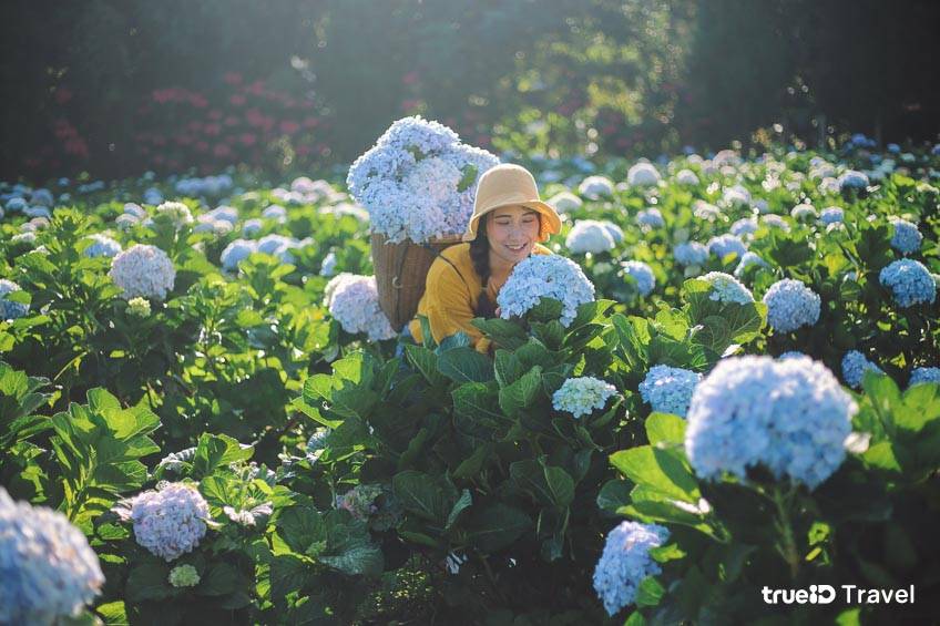 จุดถ่ายรูปเชียงใหม่ ทุ่งดอกไฮเดรนเยีย โครงการหลวงขุนแปะ