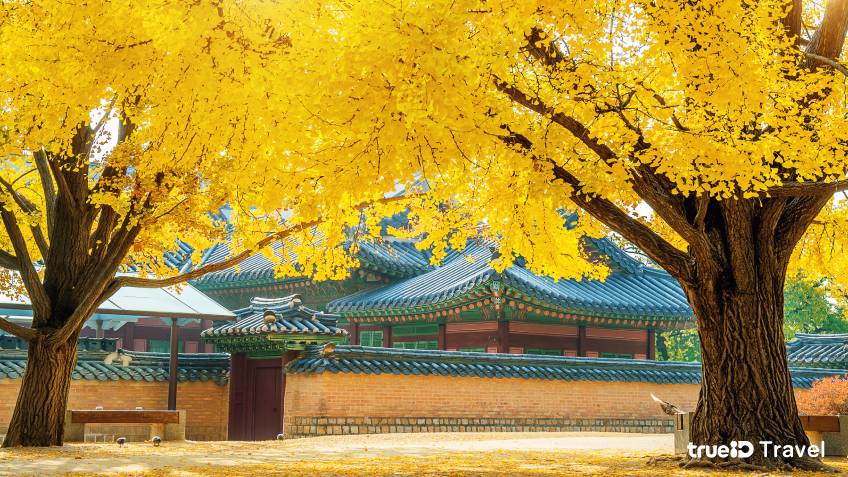 Gyeongbokgung Palace จุดชมใบไม้เปลี่ยนสี โซล ที่เที่ยวเกาหลี