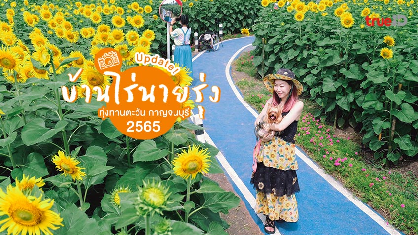 บ้านไร่นายรุ่ง กาญจนบุรี ทุ่งทานตะวัน 2565 จุดถ่ายรูปสวย ทุ่งดอกไม้ สุดคิ้วท์