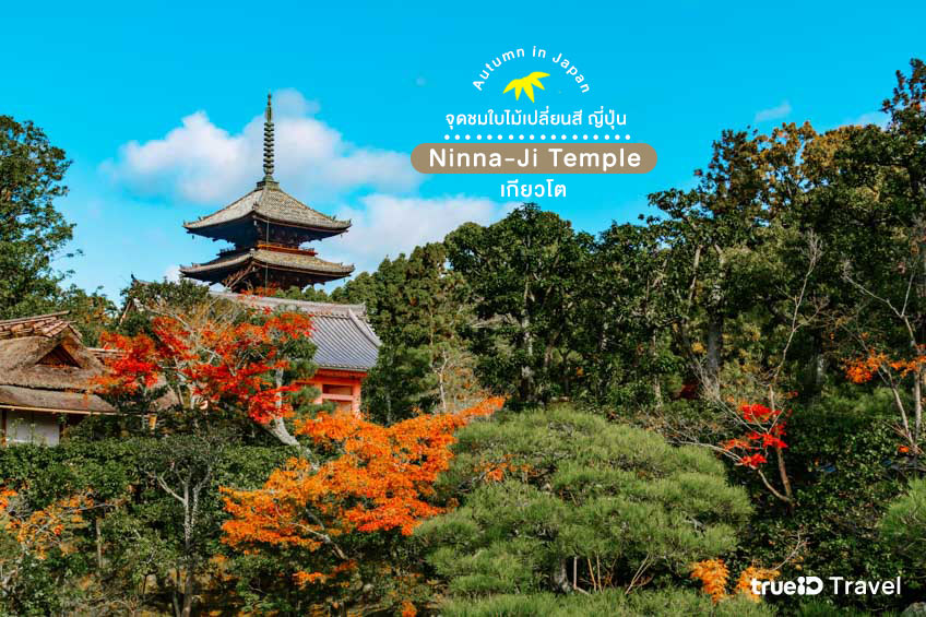 จุดชมใบไม้เปลี่ยนสี ญี่ปุ่น 2022 Ninna-Ji Temple เกียวโต