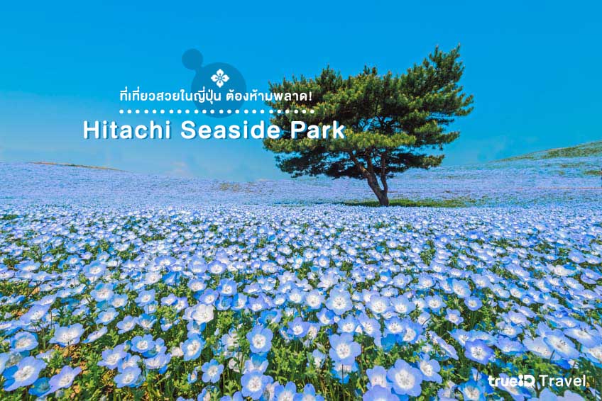 สถานที่ท่องเที่ยวญี่ปุ่น Hitachi Seaside Park อิบารากิ