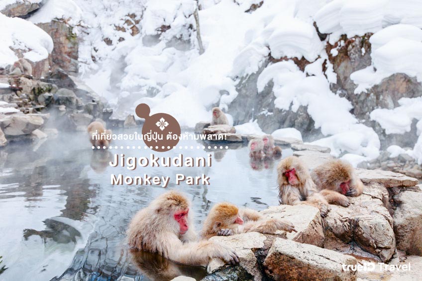 สถานที่ท่องเที่ยวญี่ปุ่น Jigokudani Monkey Park Nagano