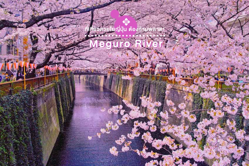 Meguro River โตเกียว | สถานที่ท่องเทียว