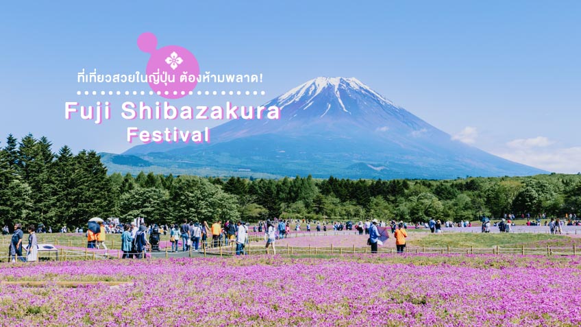 ที่เที่ยวสวยในญี่ปุ่น Fuji Shibazakura Festival ยามานาชิ