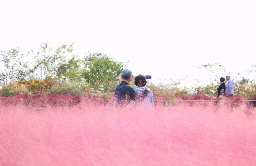 Haneul Park ทุ่งหญ้าสีชมพู Pink Muhly ที่เที่ยวเกาหลี
