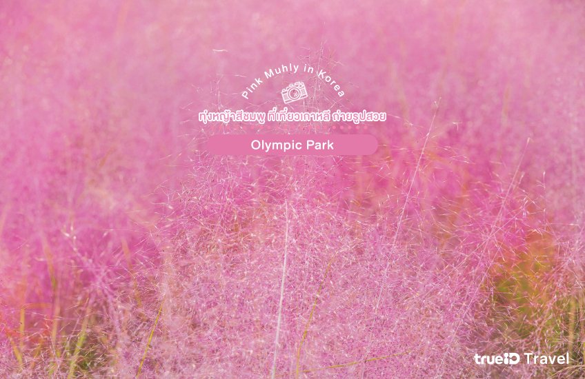ทุ่งหญ้าสีชมพู Pink Muhly Olympic Park ที่เที่ยวเกาหลี