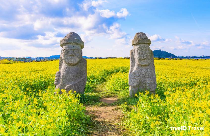 เที่ยวเกาะเชจู เกาหลี ฤดูใบไม้ผลิ