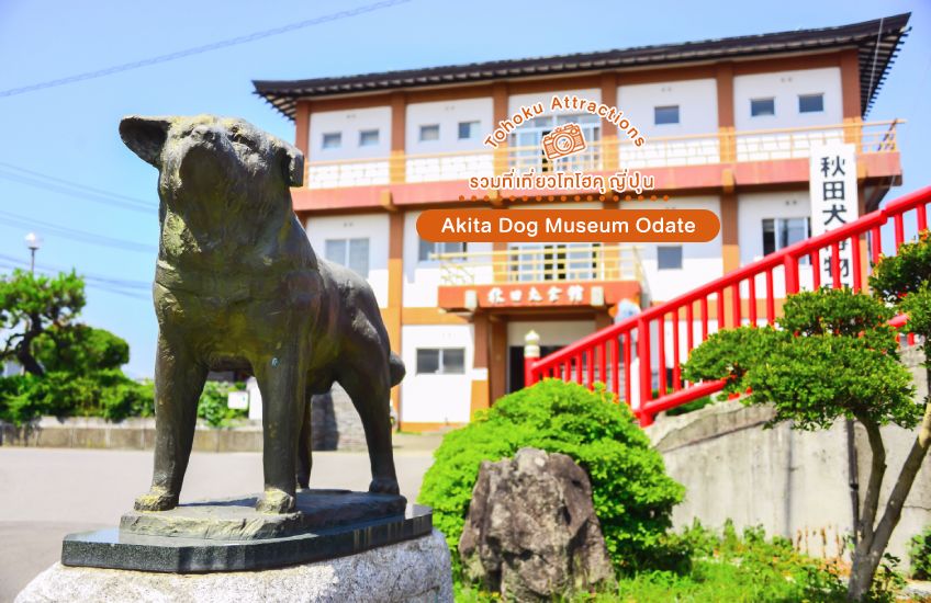 ที่เที่ยวอะคิตะ ญี่ปุ่น Akita dog museum
