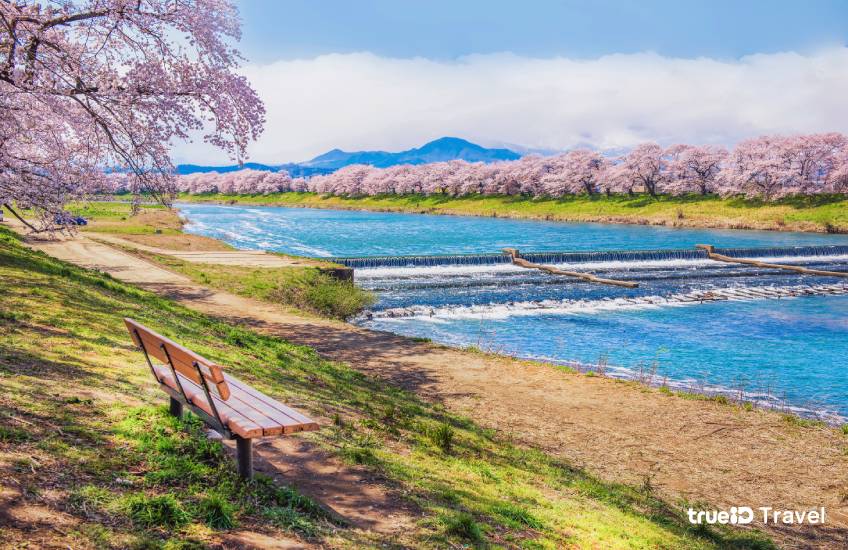 Shiroishi River มิยากิ ที่เที่ยวญี่ปุ่น