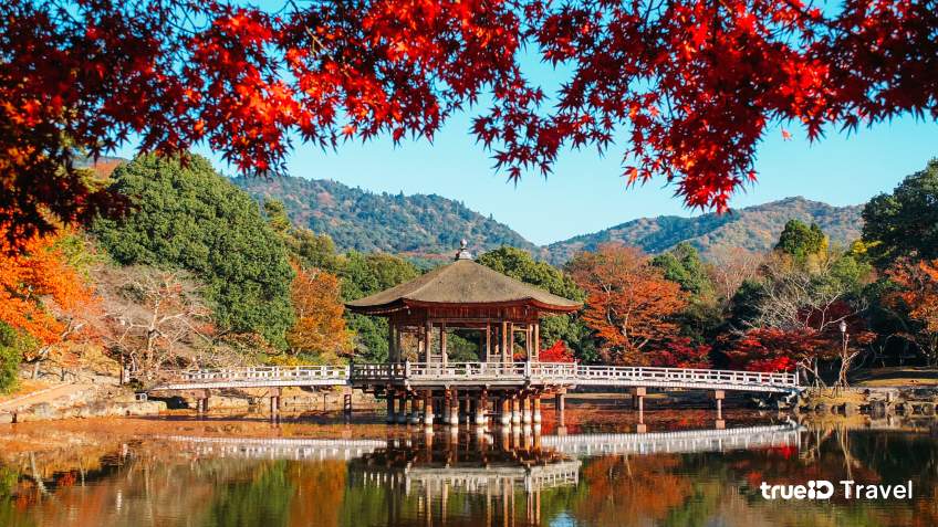 สวนสาธารณะนารา Nara Park ที่เที่ยวนารา ญี่ปุ่น