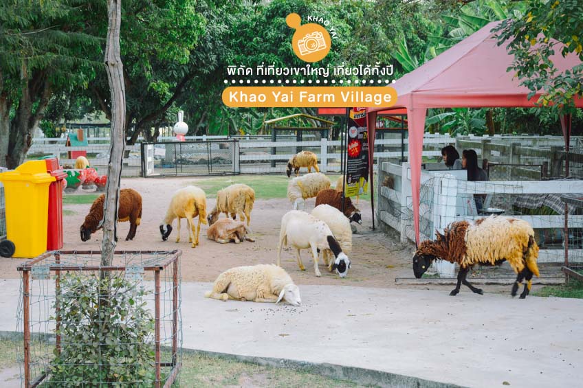 ที่เที่ยวเขาใหญ่ ฟาร์มแกะ Khao Yai Farm Village