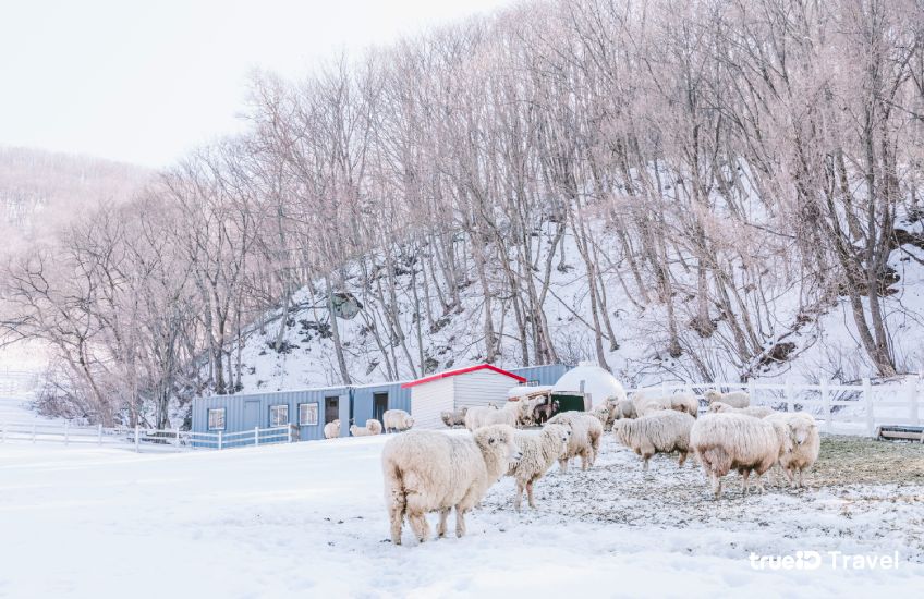 ฟาร์มแกะแทกวันรยอง Daegwallyeong Sheep Farm ที่เที่ยวเกาหลี