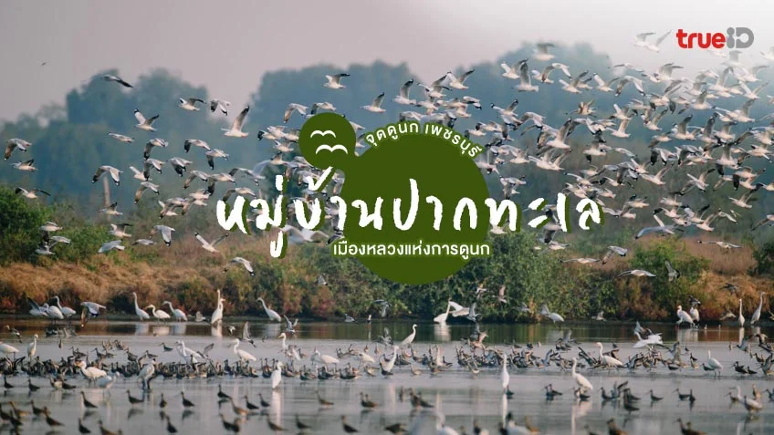 จุดดูนก หมู่บ้านปากทะเล ที่เที่ยวเพชรบุรี ใกล้กรุงเทพ เมืองหลวงแห่งการดูนก