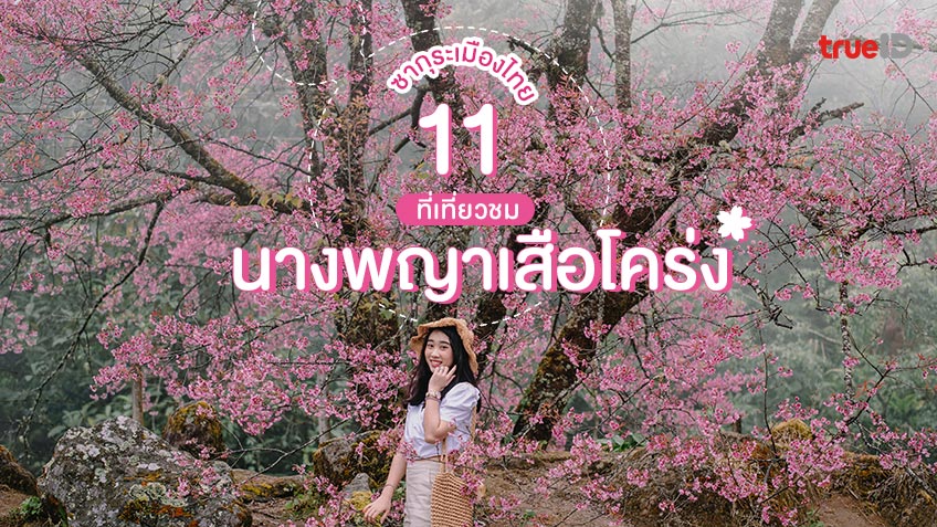 11 ที่ชม นางพญาเสือโคร่ง 2566 ซากุระเมืองไทย ไปดูดอกไม้ที่ไหนดี