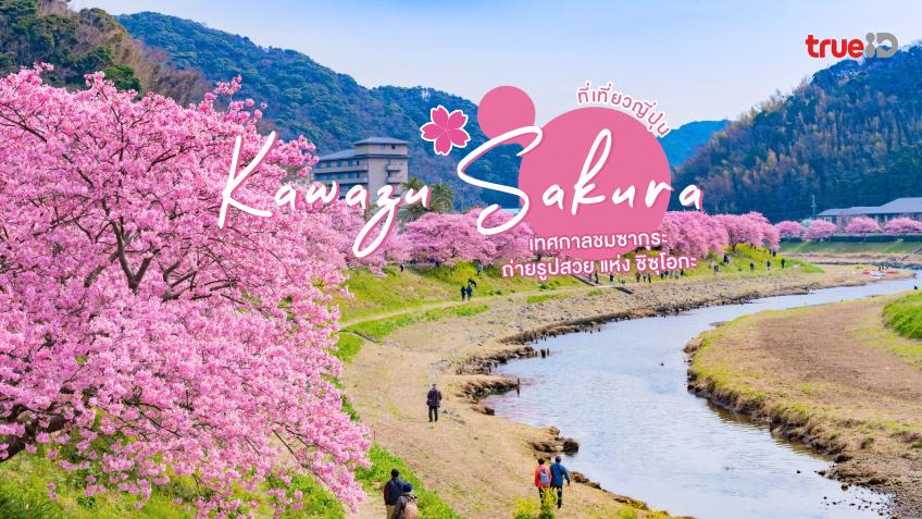 เที่ยวญี่ปุ่น Kawazu Sakura เทศกาลชมซากุระ ถ่ายรูปสวย แห่ง ชิซุโอกะ