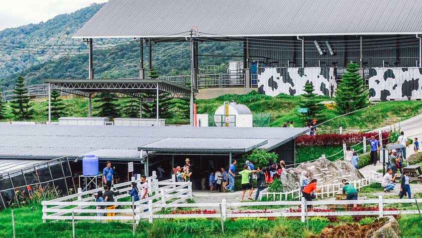 ที่เที่ยวมาเลเซีย เที่ยวฟาร์ม Desa Cattle Dairy Farm
