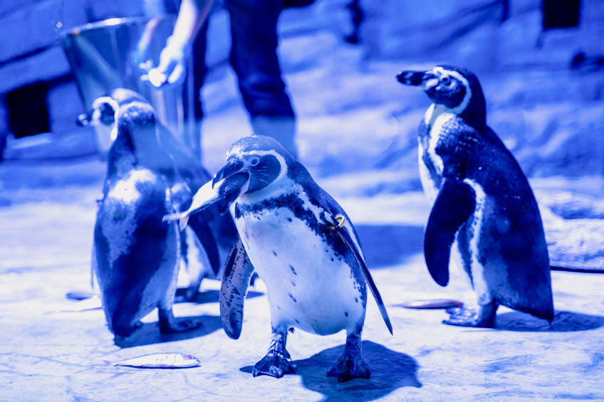 Aquaria Phuket ที่เที่ยวภูเก็ต