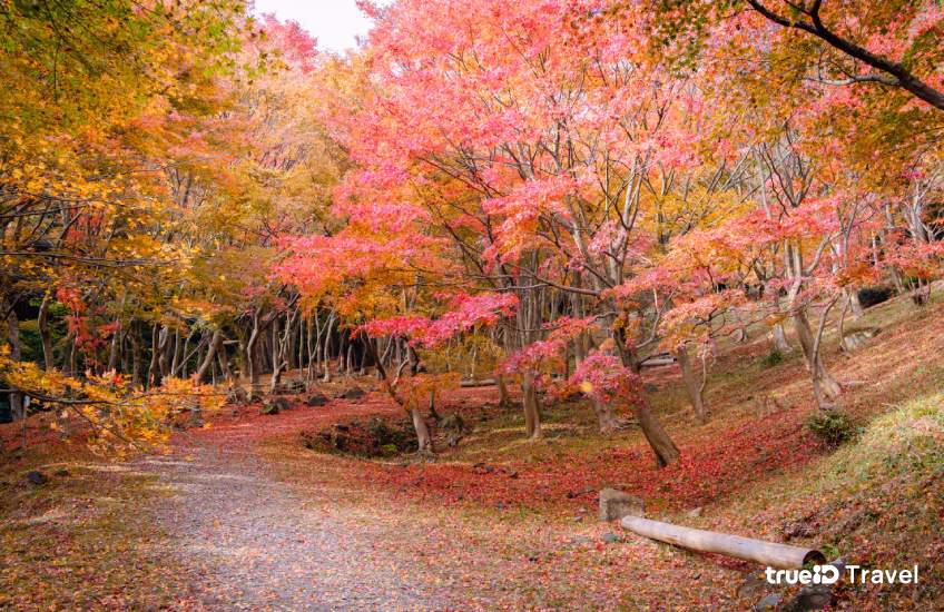 ใบไม้เปลี่ยนสี Kawachi Fuji Garden ที่เที่ยวฟุกุโอกะ ญี่ปุ่น