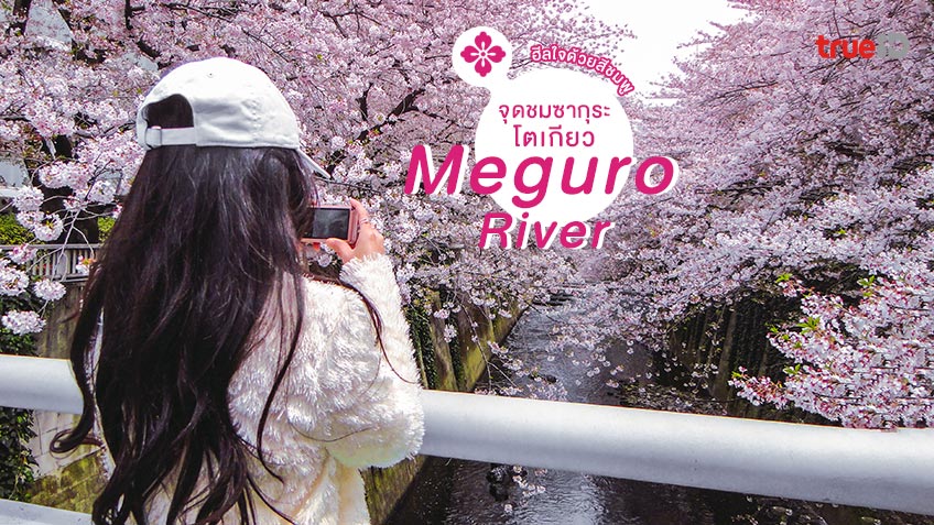 ฮีลใจ จุดชมซากุระ โตเกียว แม่น้ำเมกุโระ Meguro River ซากุระริมแม่น้ำ