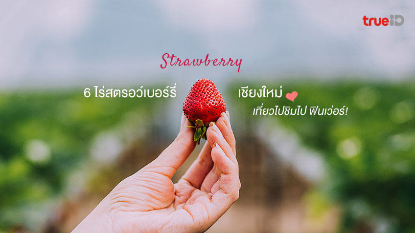 6 ไร่สตรอว์เบอร์รี่ เชียงใหม่ เที่ยวไปชิมไป ฟินเว่อร์ !