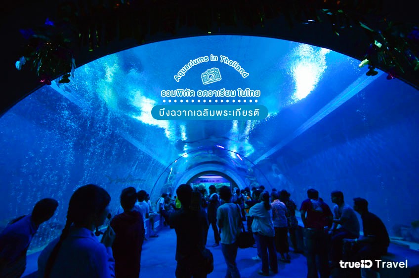 บึงฉวากเฉลิมพระเกียรติ ที่เที่ยวสุพรรณบุรี