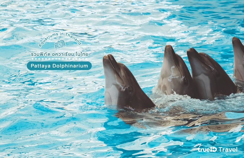 Pattaya Dolphinarium ที่เที่ยวพัทยา