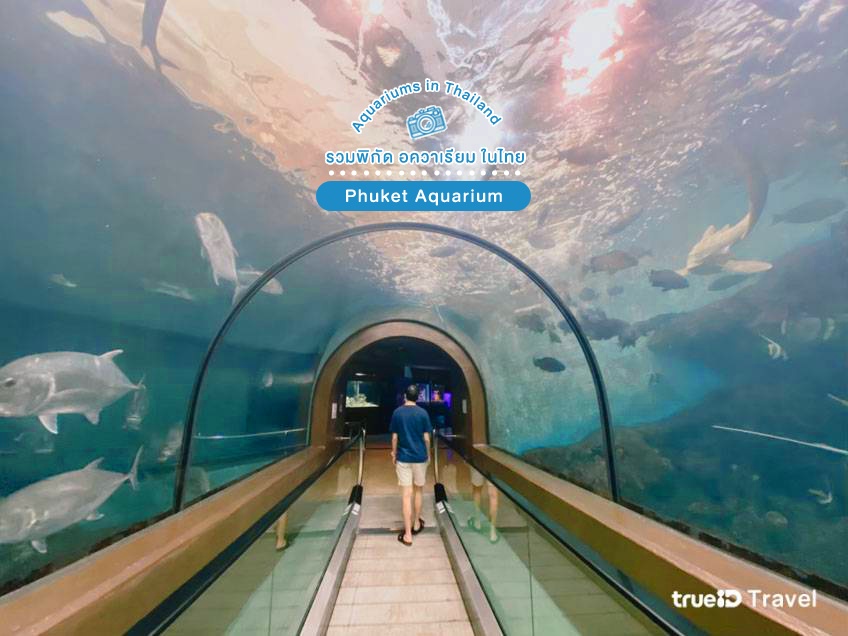 Phuket Aquarium ที่เที่ยวภูเก็ต