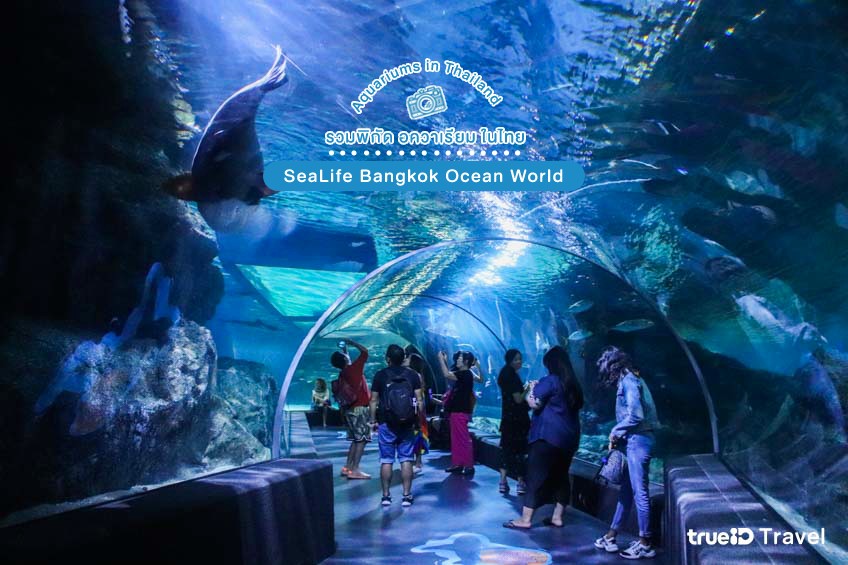 เที่ยวกรุงเทพ SEA LIFE Bangkok Ocean World