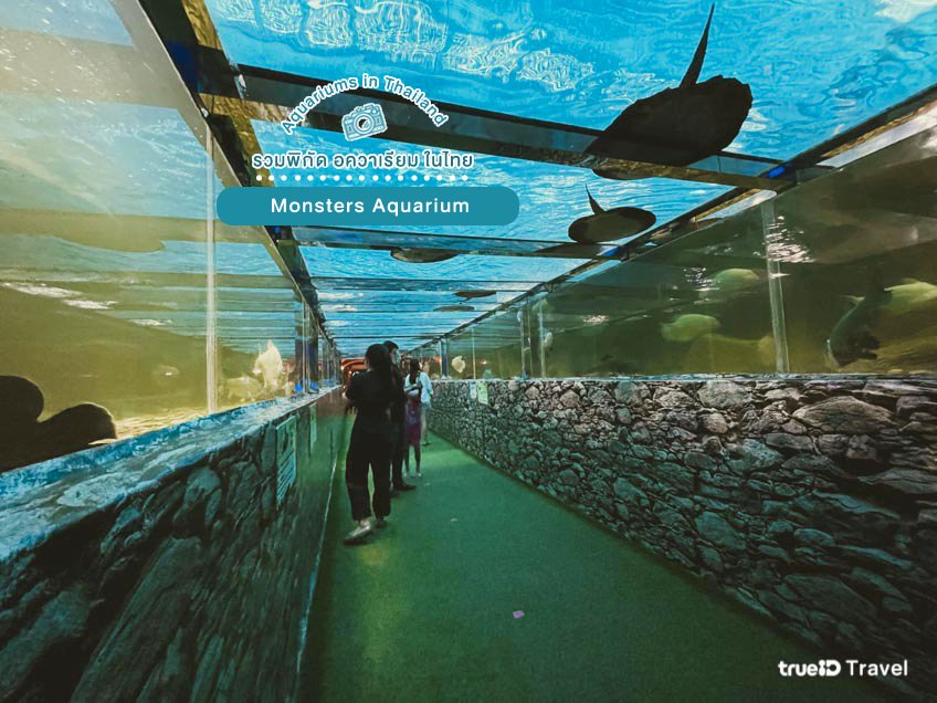 Monster Aquarium ที่เที่ยวพัทยา ชลบุรี
