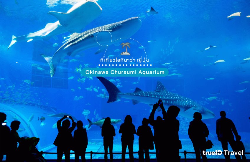 Okinawa Churaumi Aquarium ที่เที่ยวโอกินาว่า ญี่ปุ่น