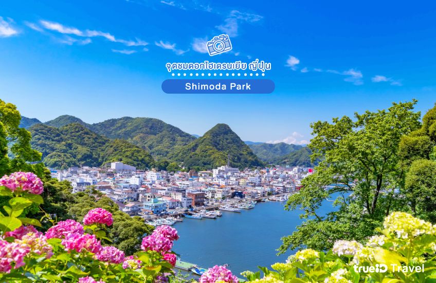 ที่เที่ยวญี่ปุ่น Shimoda Park จุดชมดอกไฮเดรนเยีย