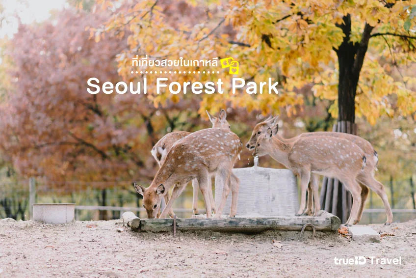 Seoul Forest Park, travel in Seoul, Korea