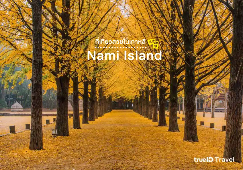 Nami Island Places to visit in Korea, take beautiful photos