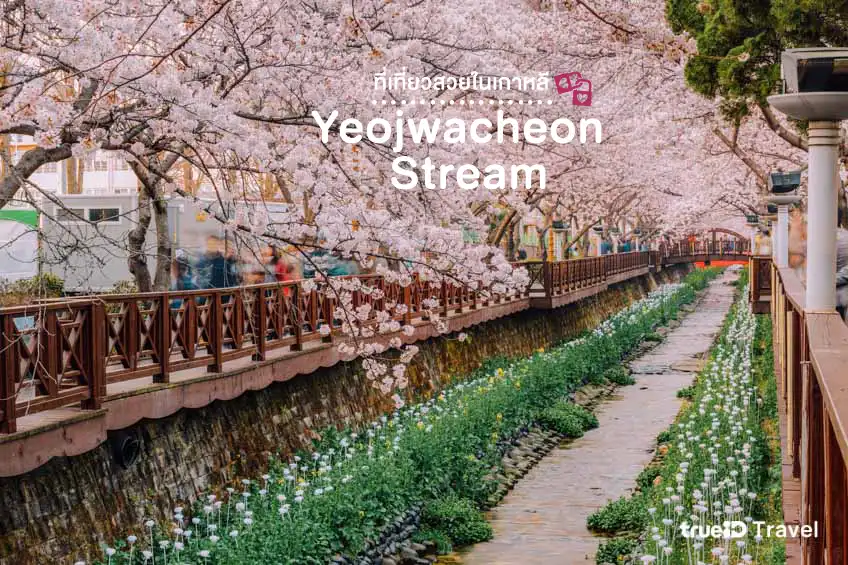 Yeojwacheon Stream, Jinhae, cherry blossom viewing spot, Korea