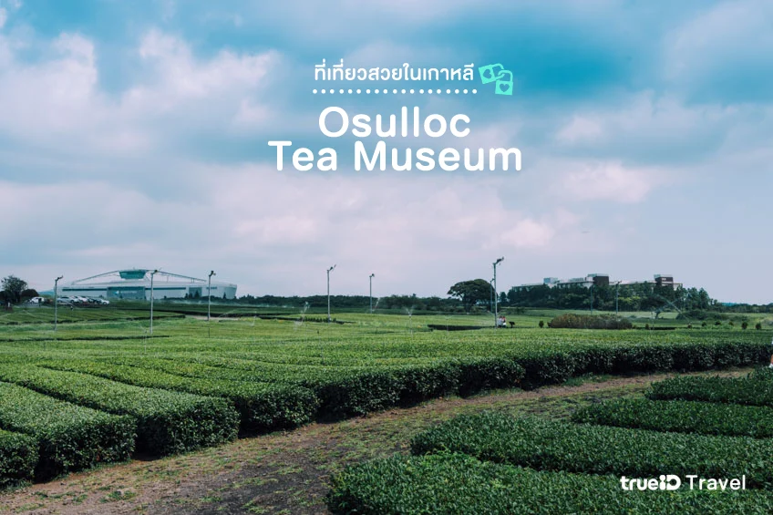 Osulloc Tea Plantation, Tea Museum, travel to Jeju Island, Korea. 