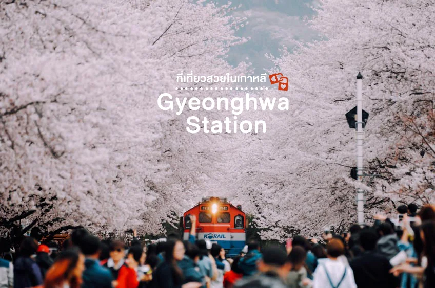 Gyeonghwa Station, Jinhae, cherry blossom viewing spot, Korea