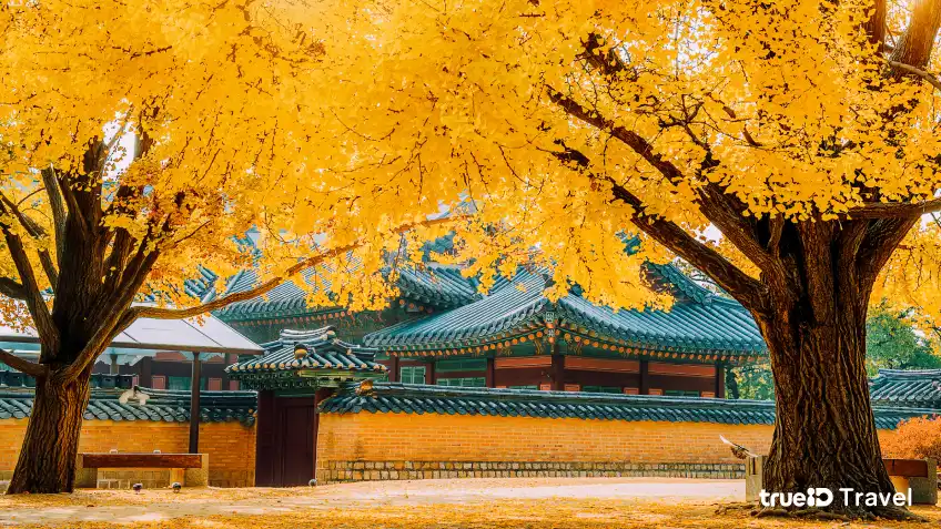 พระราชวังคยองบกกุง Gyeongbokgung Palace ที่เที่ยวเกาหลี