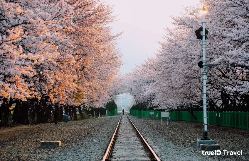 Gyeonghwa Station, Jinhae, cherry blossom viewing spot, Korea